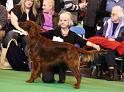 Crufts2010 1150